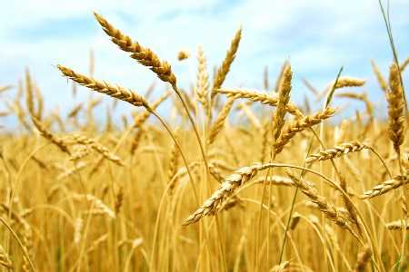 Gluten w diecie niemowląt karmionych naturalnie - zasady wprowadzania