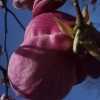 Wiosna = Magnolia :)