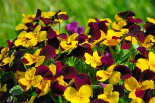 flowers