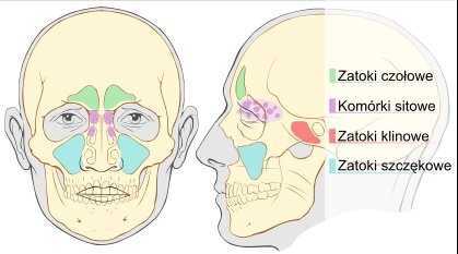 Zatoka czołowa