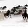 Galop na śniegu Galop na śniegu