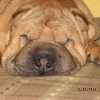 Tasio