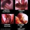 Unborn_photo