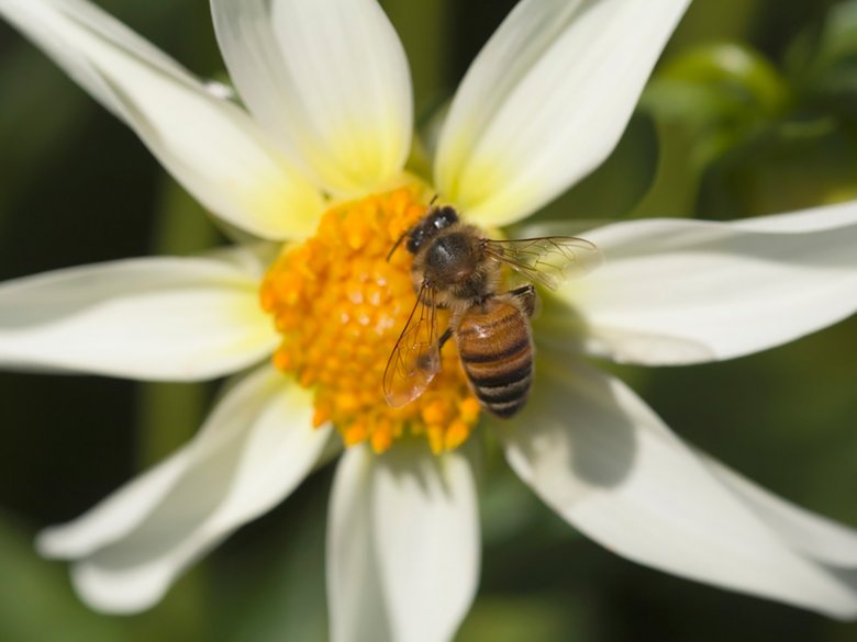 Pszczoła, nektar