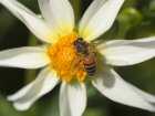 Antybiotyk od pszczół