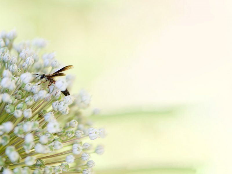Pszczoła, nektar