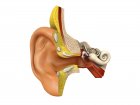 Przewlekłe i nawracające zapalenie ucha środkowego – metaanaliza czynników ryzyka