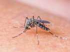 Gdy komary atakują… Domowe sposoby na odstraszanie owadów