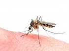 Dlaczego po ukąszeniu komara pojawiają się świąd, obrzęk i zaczerwienienie skóry?