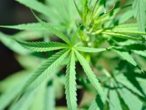 konopie, cannabis L.