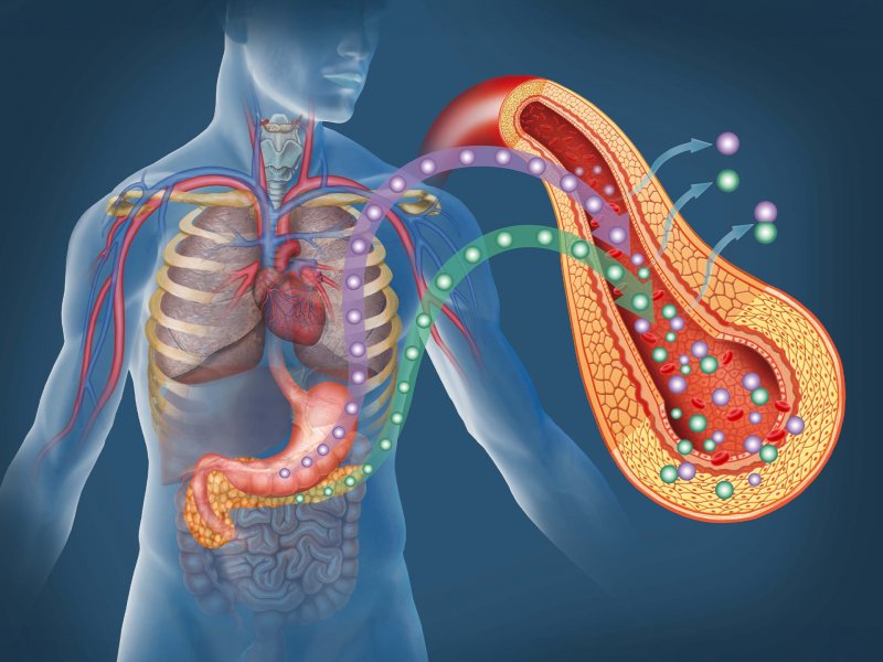Układ krwionośny człowieka