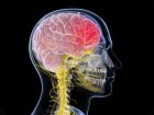 Gigantyzm mózgowy - przyczyny, objawy, diagnoza, leczenie, różnicowanie  - część 1