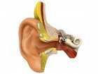 Problemy ze słuchem - nagły niedosłuch z punktu widzenia neurologa