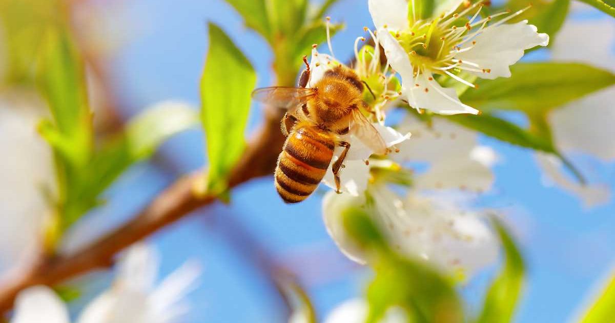 Pierwsza Pomoc Po Ukąszeniu Osy Pszczoły Fozikpl 2582