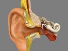 Niedobór żelaza i związana z nim anemia mogą prowadzić do... zaburzeń słuchu?