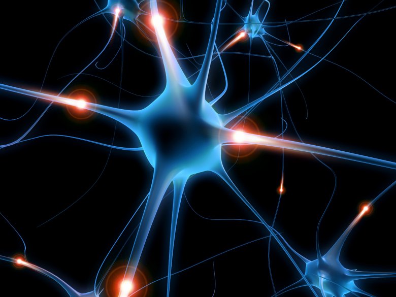 Neuron, układ nerwowy