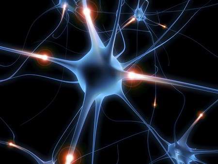 Neuron, układ nerwowy