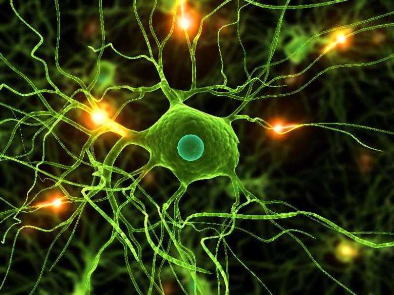 Neuron, układ nerwowy