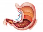 Neuropatyczne rozszerzenie żołądka - choroba wywołana przez wirus Borna